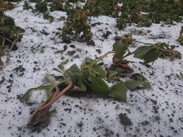 倒春寒來不來就看驚蟄