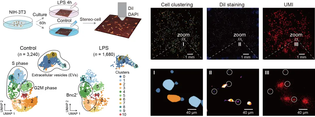國(guó)產(chǎn)細(xì)胞組學(xué)Stereo-cell技術(shù)突破,被譽(yù)為“生命渾天儀”