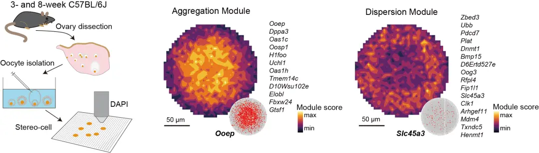 國(guó)產(chǎn)細(xì)胞組學(xué)Stereo-cell技術(shù)突破,被譽(yù)為“生命渾天儀”