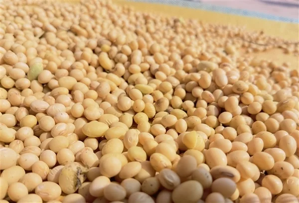 大豆不只能做豆腐！清華團隊把大豆做成固態電池電解質 安全且環保